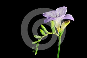 Purple freesia flower