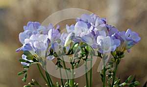 Purple freesia flowers and buds