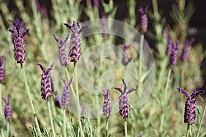 Purple French lavender
