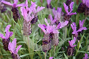 Purple french lavender close