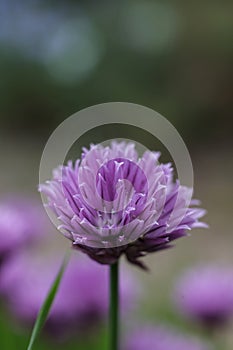 a purple Fresh Chives flower herb