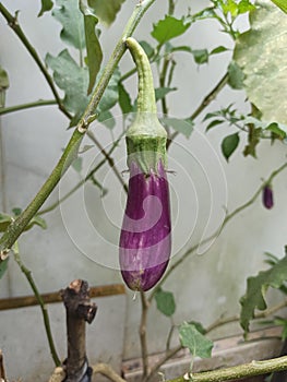 The purple fresh eggplant fruit