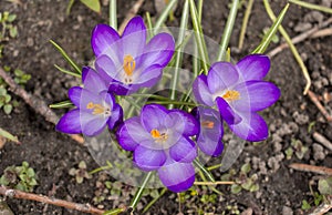 Purple fresh many croci flowers