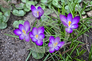 Purple fresh many croci flowers