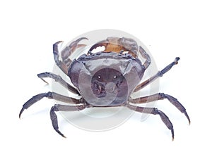 Purple freshwater river crab isolated on white background