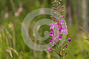 Fialová orchidej bez třásní