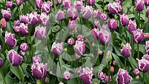 Purple fringrd tulip flowers in spring garden, park