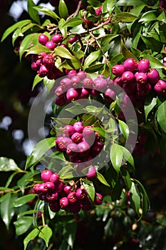 Purple fruit in clusters