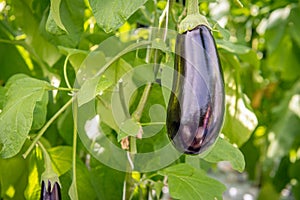 Purple fruit of an eggplant from close