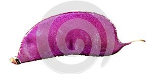 Purple fruit of Lablab purpureus or hyacinth bean isolated on white background