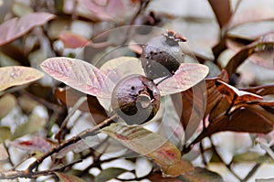 The purple fruit of Psidium Guajava photo