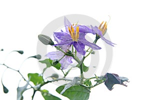 Purple-Fruited Pea Eggplant flower blooming on branch.