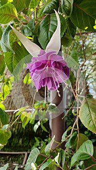 Purple Fuchsia flower in park