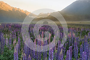 Purple full bloom lupine flower with mountain background