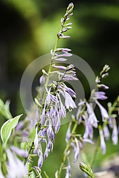 A purple funkia blooming in the garden in the summer.