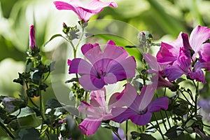 Purple funnel-shaped flowers of royal mallows