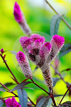 Purple furry flower