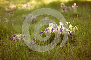 Purple furry flower in the rays of the setting sun