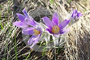 Purple furry flower in the rays of the sun.