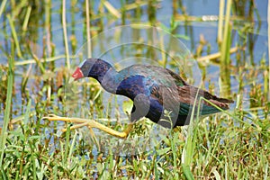 Purple Gallinule