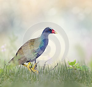 Purple Gallinule