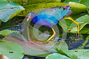 Purple Gallinule