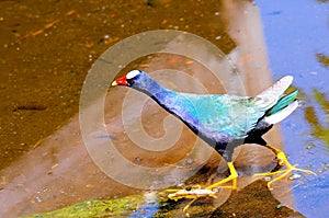 Purple gallinule bird