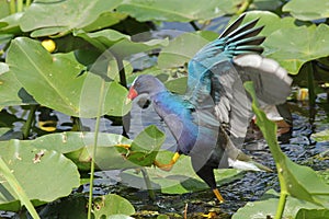 Purple Gallinule - Everglades National Park