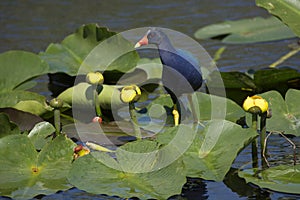 Purple Gallinule in Everglades National Park