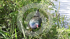 Purple gallinule feeds on seeds in Florida wetlands