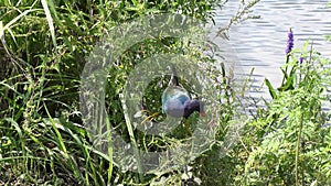 Purple gallinule feeds on seeds in Florida wetlands