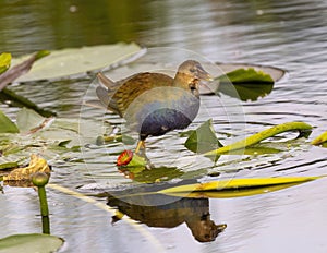 Purple gallinule in the marsh off the Anhinga Trail near the Royal Palm Visitor Center in Florida.