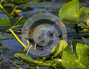 Purple gallinule in the marsh off the Anhinga Trail near the Royal Palm Visitor Center in Florida.