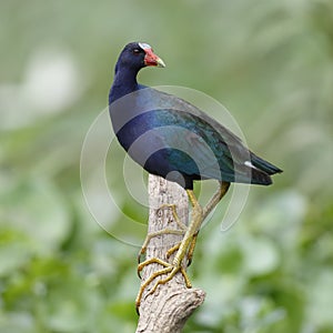 Purple Gallinule Perched on a Stump - Panama