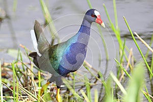 Purple Gallinule (Porphyrio martinica) - Everglade