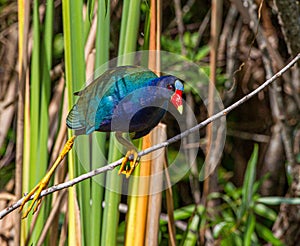 Purple Gallinule,Porphyrio martinicus, adult male, blue and purple bird from Florida Everglades with long legs and toes adapted