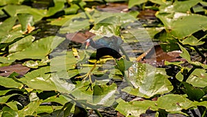 Purple Gallinule  Porphyrio martinicus  in Everglades National Park, Florida