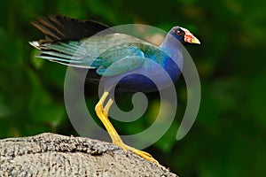 Purple Gallinule, Porphyrio martinicus, in the nature green march habitat in Sri Lanka. Rare blue bird with red head in the water