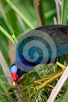 Purple Gallinule & x28;Porphyrio martinicus& x29;, or swamphen, feeding in Sweetwater Wetlands Park, Gainesville, Florida