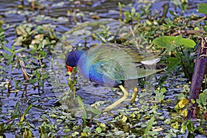 Purple Gallinule looking for food. photo