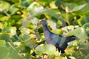 Purple gallinule