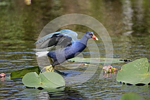 Purple Gallinule Taking Off