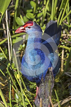 Purple Gallinule In Tall Foliage