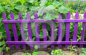 Purple Garden Fence photo