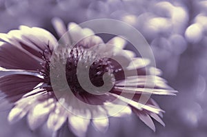 Purple garden flower on a white-violet blurred background bokeh. Close-up. Floral background. Soft focus.Bbloom in the sun. Flora