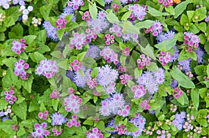 Purple garden flowers with green leaves