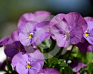 Purple garden pansy blooms, wittrockiana in garden