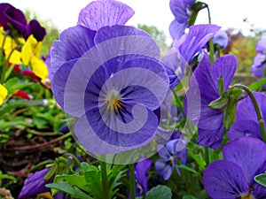 Blueish-purple garden pansy close-up spring season flowerbed photo