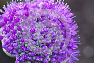 Purple garlic flower