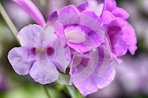 Purple Garlic Vine